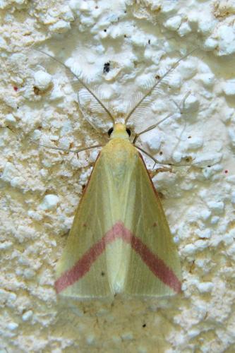 Rhodometra sacraria